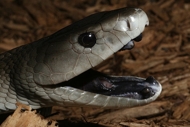 Cobra Mamba Negra – Confira Todas as Suas Características! – Tudo sobre  Cobras