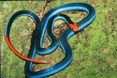 Uma cobra azul com gotas de água na cabeça