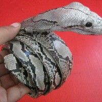 taxidermia em cobras