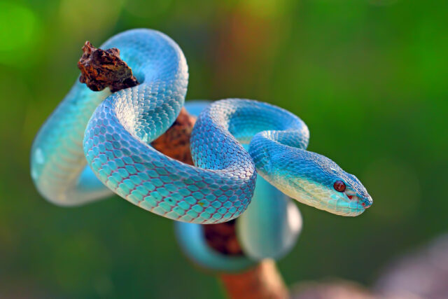 Rara espécie de cobra azul surpreende ao colocar 'ovos de