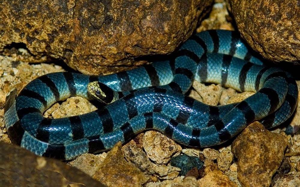 Cobra Azul Espécies Com Imagens E Vídeos Tudo Sobre Cobras 